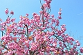 23 04_Regents Park_2866